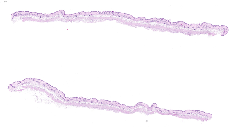 Skin / Low Magnification